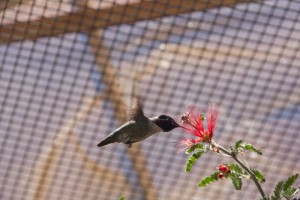 Hummingbird