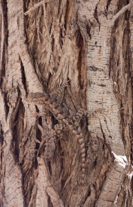 Lizard (look closely)