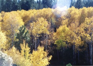 Aspens