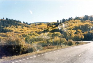 Aspens (and mosquito carcasses)