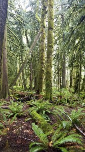 Rainy forest