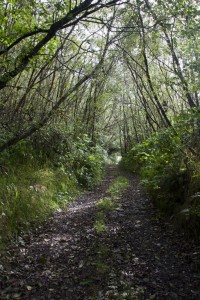 Forest path