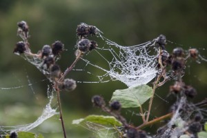 Sparkly spider web