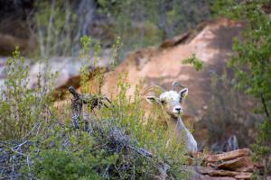 Bighorn sheep