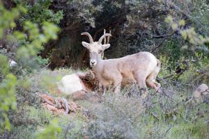 Bighorn sheep