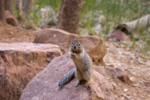 Friendly squirrel