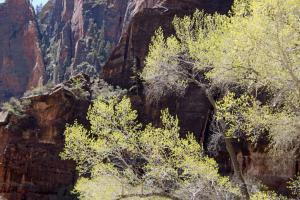 Zion Canyon