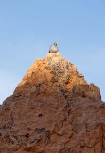 King of the mountain