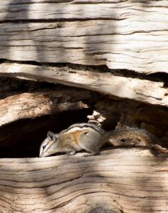 Chipmunk