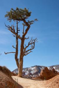 Bryce Canyon