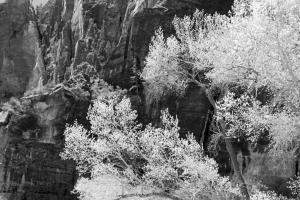 Zion National Park